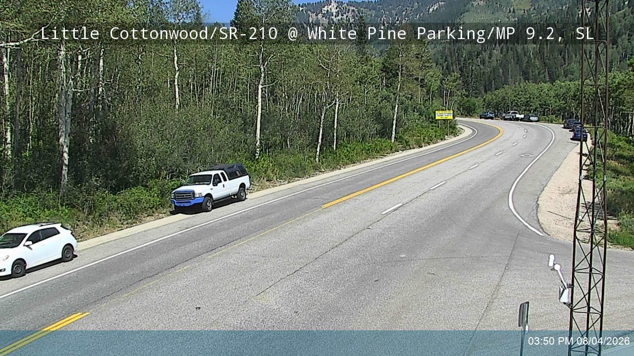 White Pine