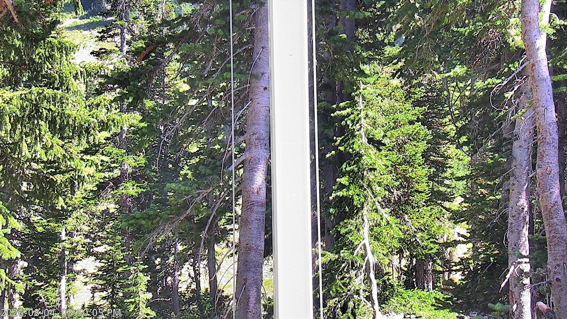 Alta Collins Snow Stake (12h)