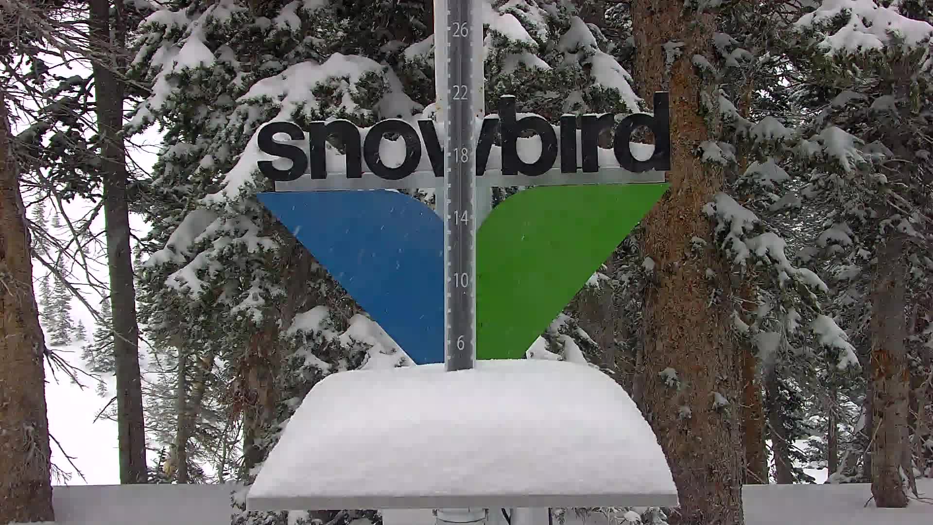 Snowbird Snow Stake